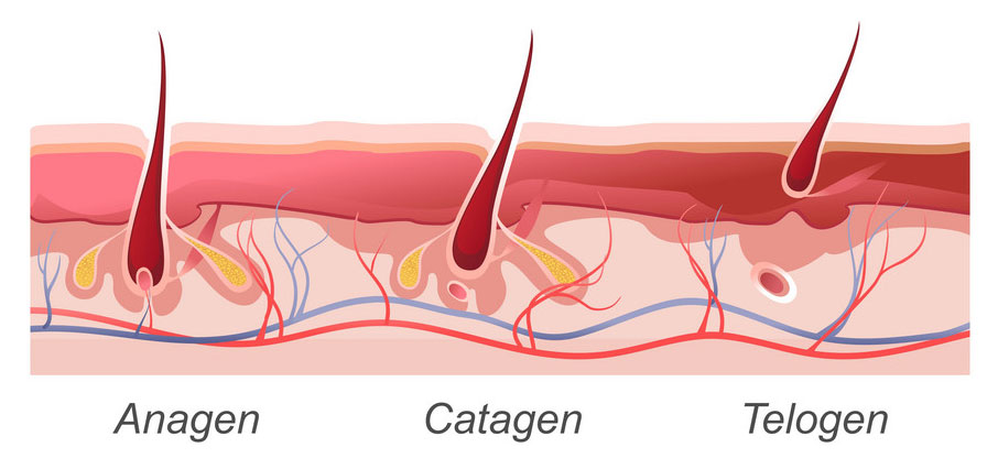 مراحل رشد موهای زائد 